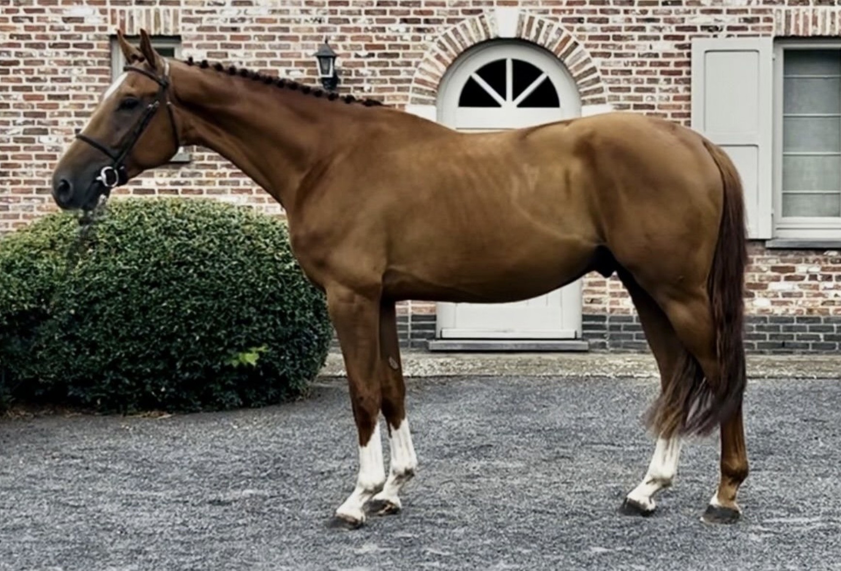 horse